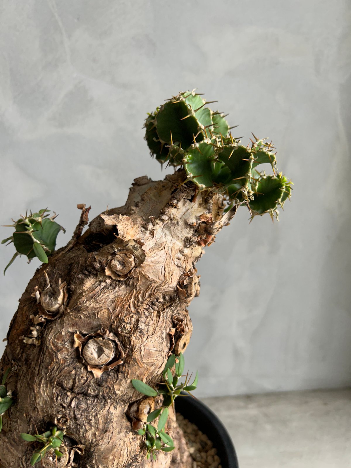 発根済み　ユーフォルビア　ムランジーナ 発根管理中】ユーフォルビア ムランジーナ