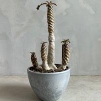 パキポディウム ウィンゾリー(タイ実生苗) | ソレトナ植物店