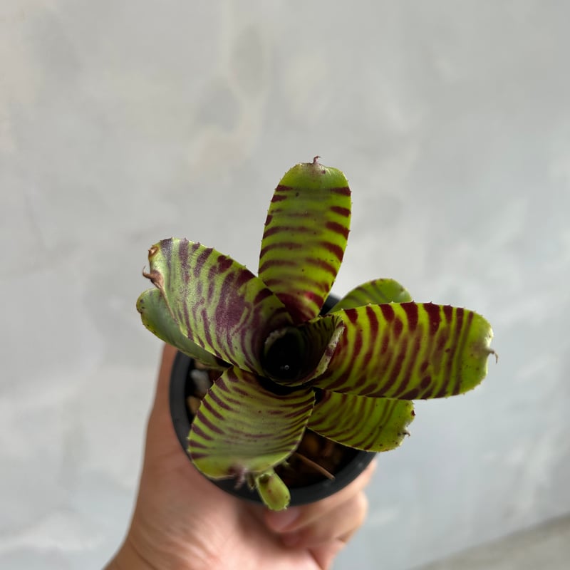 ネオレゲリア ブラック ホール | ソレトナ植物店