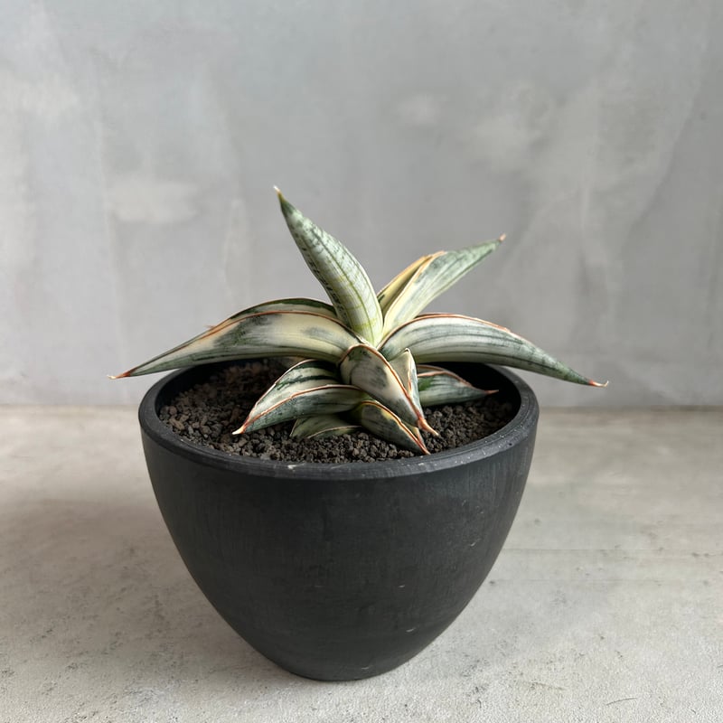 サンセベリア ブルー クローン 白斑 | ソレトナ植物店
