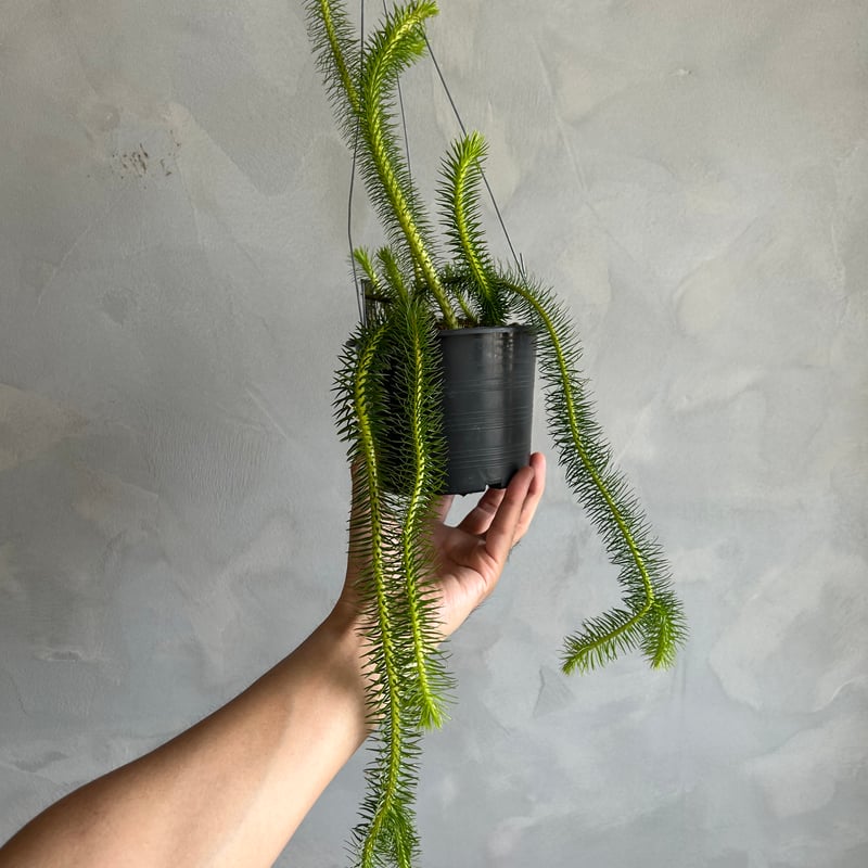 フペルジア スクアローサ | ソレトナ植物店