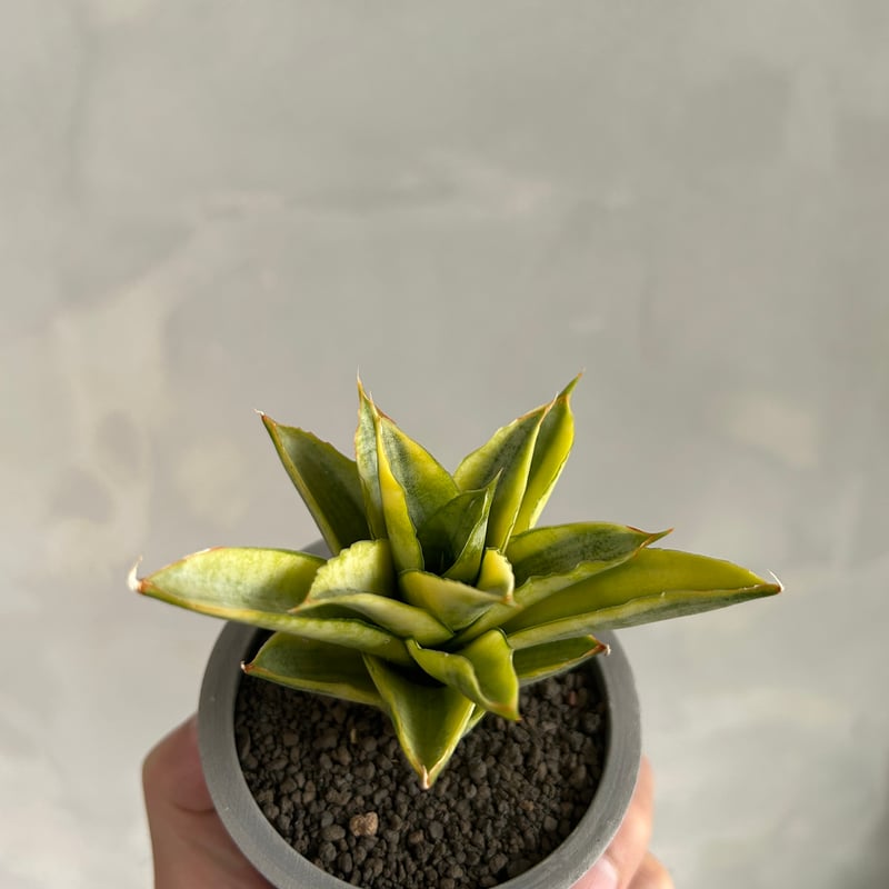 サンセベリア パゴダ 斑入り | ソレトナ植物店