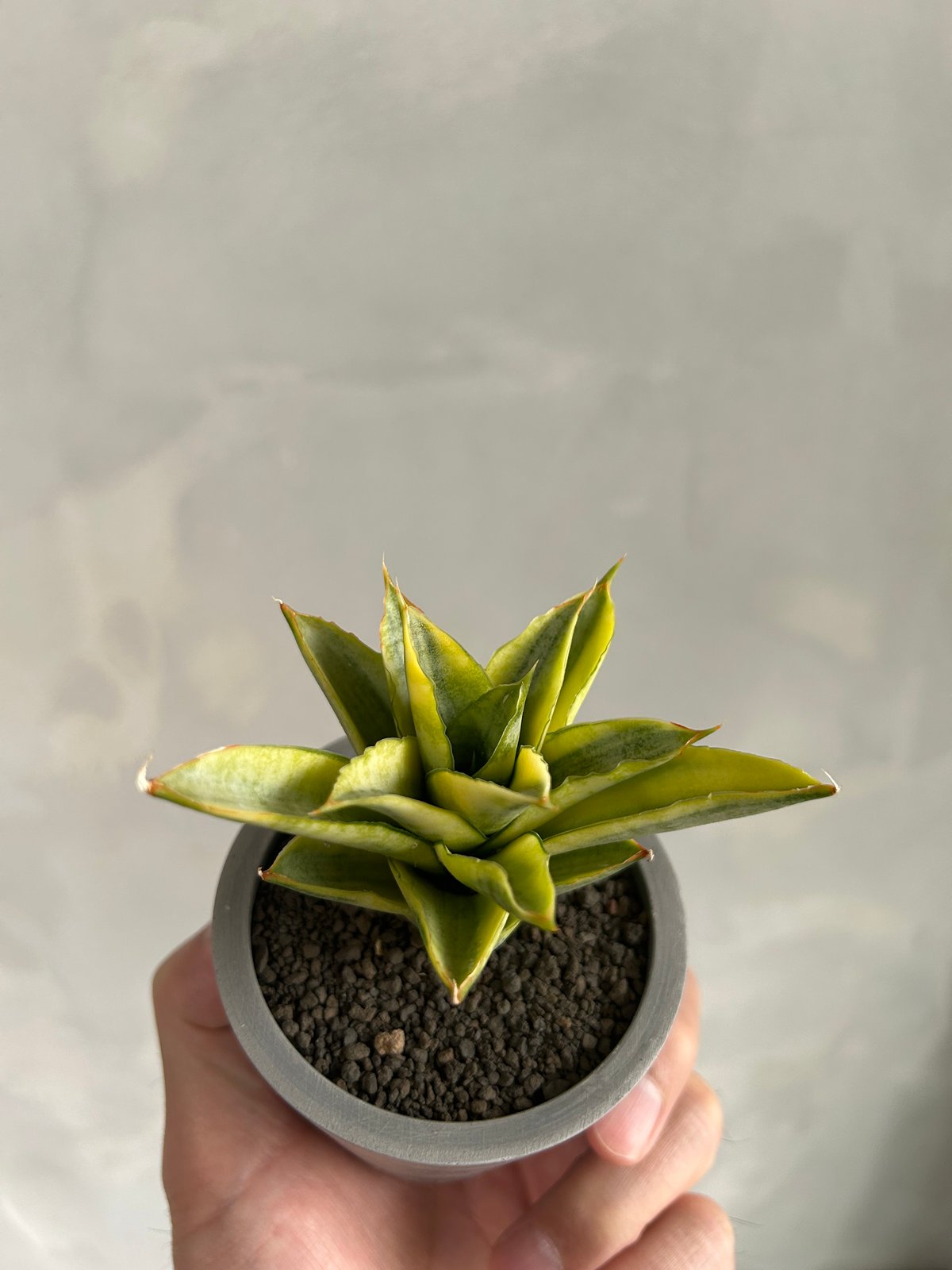 サンセベリア パゴダ 斑入り | ソレトナ植物店