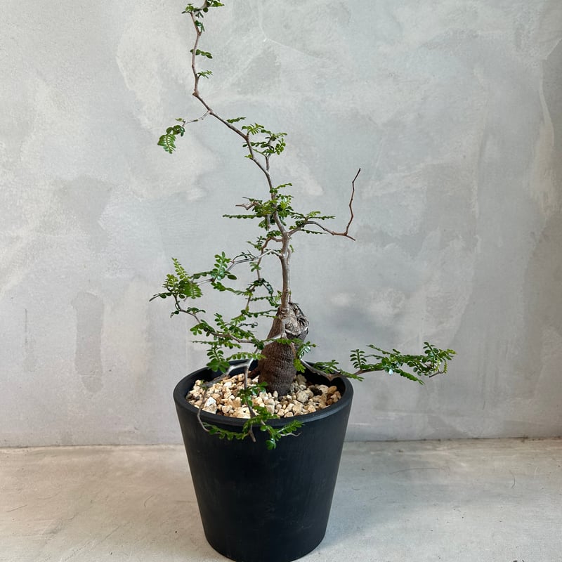 オペルクリカリア パキプス(根挿し) | ソレトナ植物店