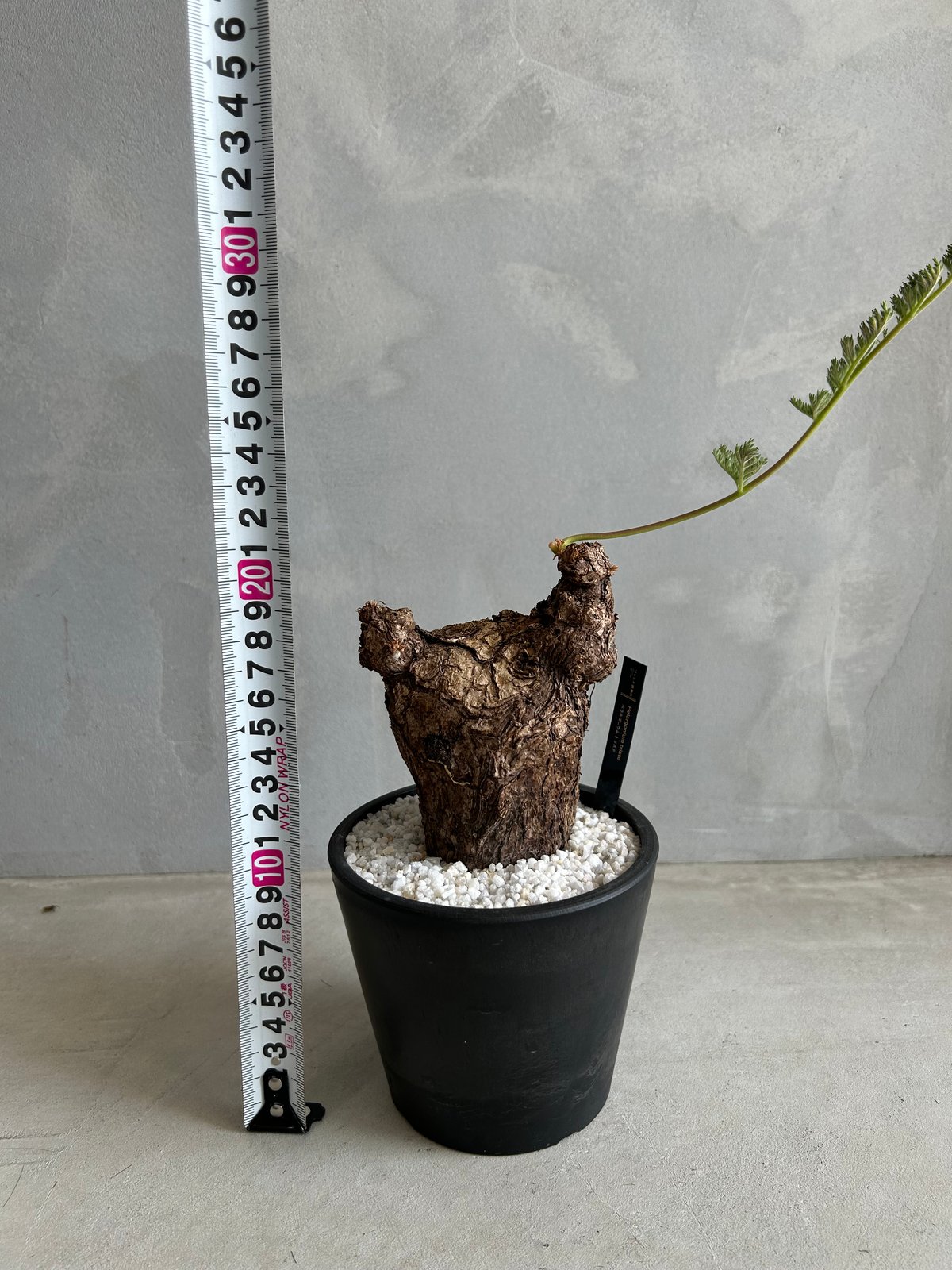 ペラルゴニウム トリステ | ソレトナ植物店