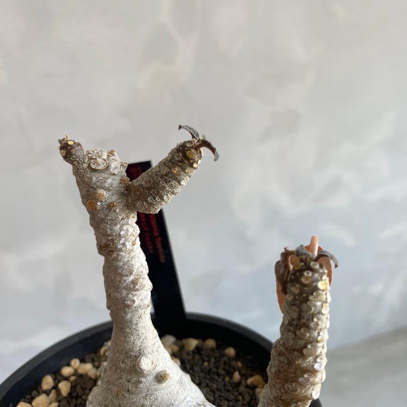 ドルステニア フォエチダ(多頭タイプ) | ソレトナ植物店