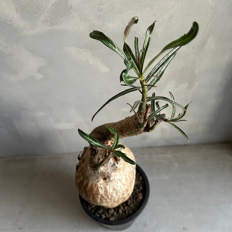 アデニウム ソマレンセ | ソレトナ植物店