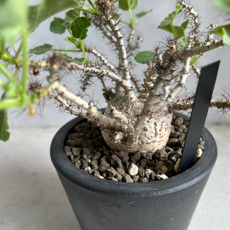 Masashi 【管理良好・発根済】ヤトロファ　マルギナータ（塊根植物） ヤトロファ マルギナータ やっと葉が生えてきた🪴 入手して半年