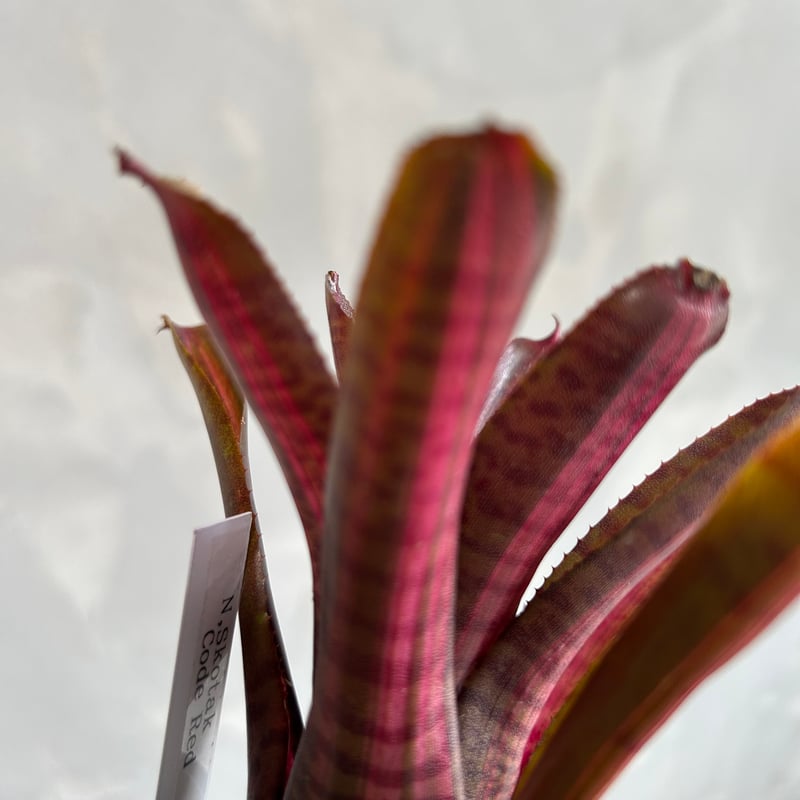 ネオレゲリア ロレナレクター ネオレゲリア lorena lector ビルベルギア エクメア - メルカリ