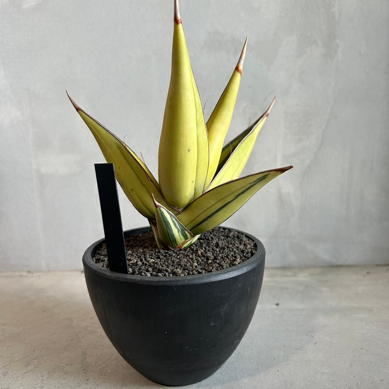 サンセベリア ピングイキュラ 斑入り | ソレトナ植物店