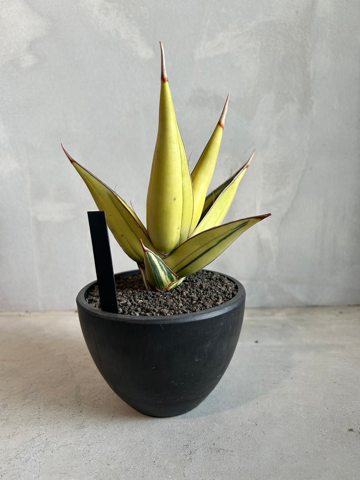 え*む様 超希少　ピングイキュラ　鬼斑　サンスベリア　斑入り　ロリダ　多肉植物 サンセベリア ピングイキュラ 斑入り | ソレトナ植物店