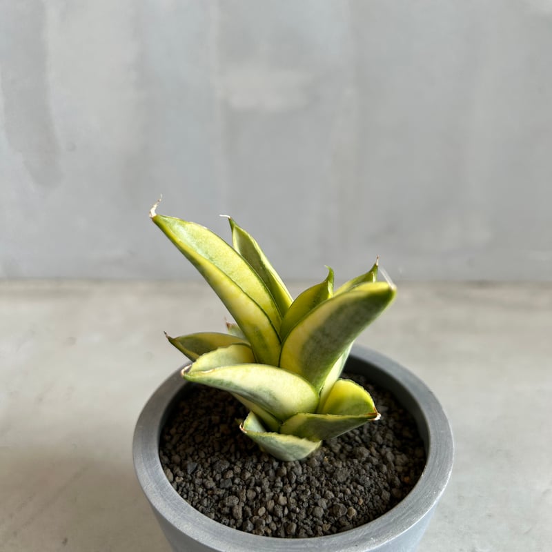 サンセベリア パゴダ 斑入り | ソレトナ植物店