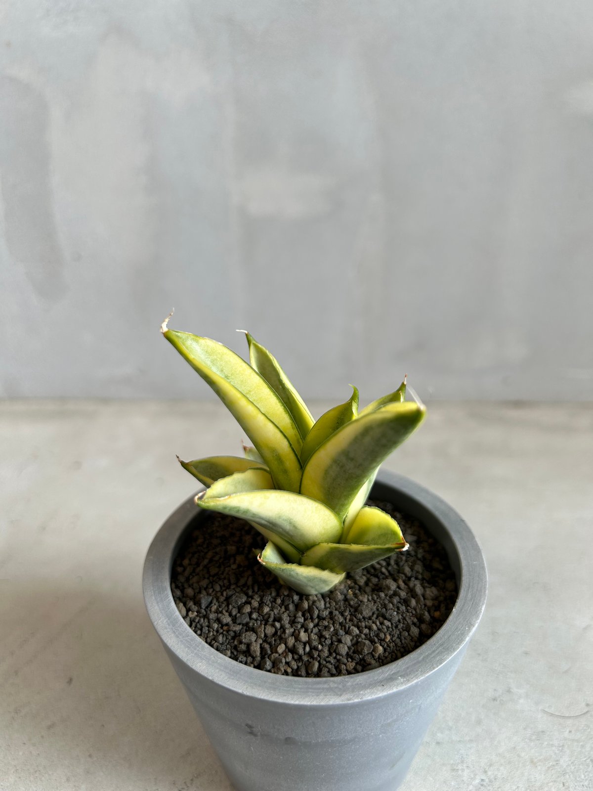 サンセベリア パゴダ 斑入り | ソレトナ植物店