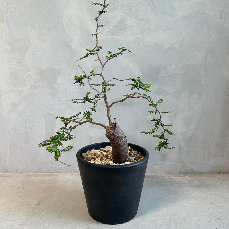 オペルクリカリア パキプス(根挿し) | ソレトナ植物店