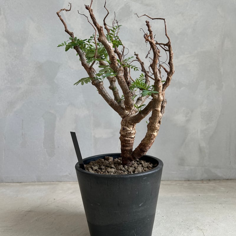 センナ メリディオナリス(実生) | ソレトナ植物店