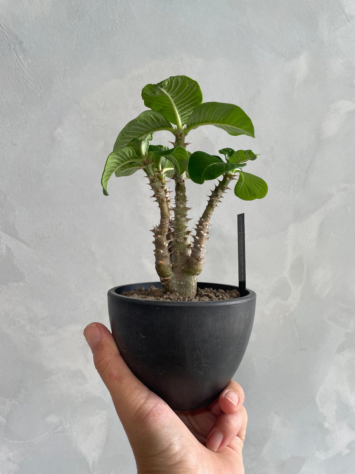 パキポディウム ウィンゾリー(タイ実生苗) | ソレトナ植物店