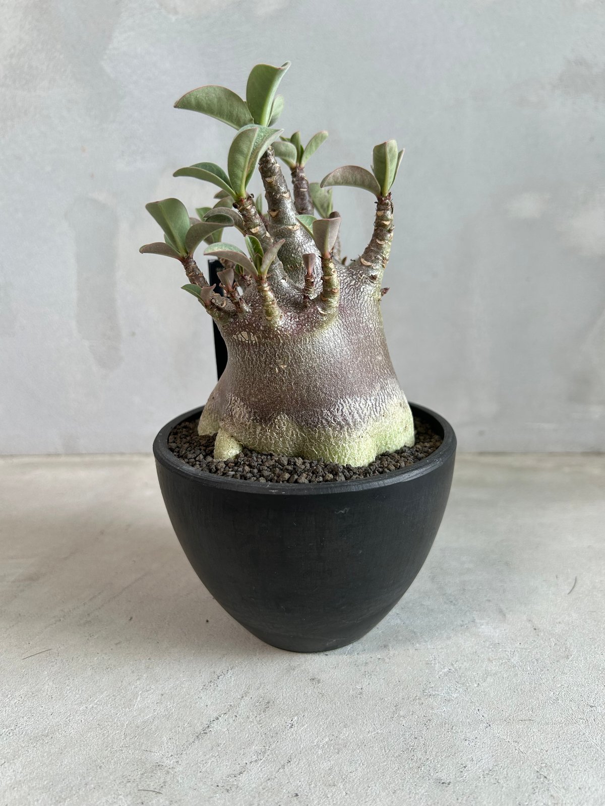 【激レア/ブラックスキン/ドワーフ 】アデニウム スーパーレッド A-1 鉢植え 激レア/ブラックスキン/ドワーフ 】アデニウム スーパーレッド A