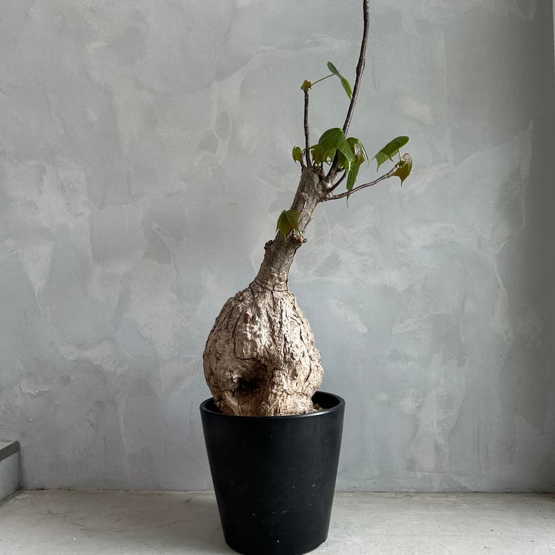 フィルミアナ コロラータ | ソレトナ植物店