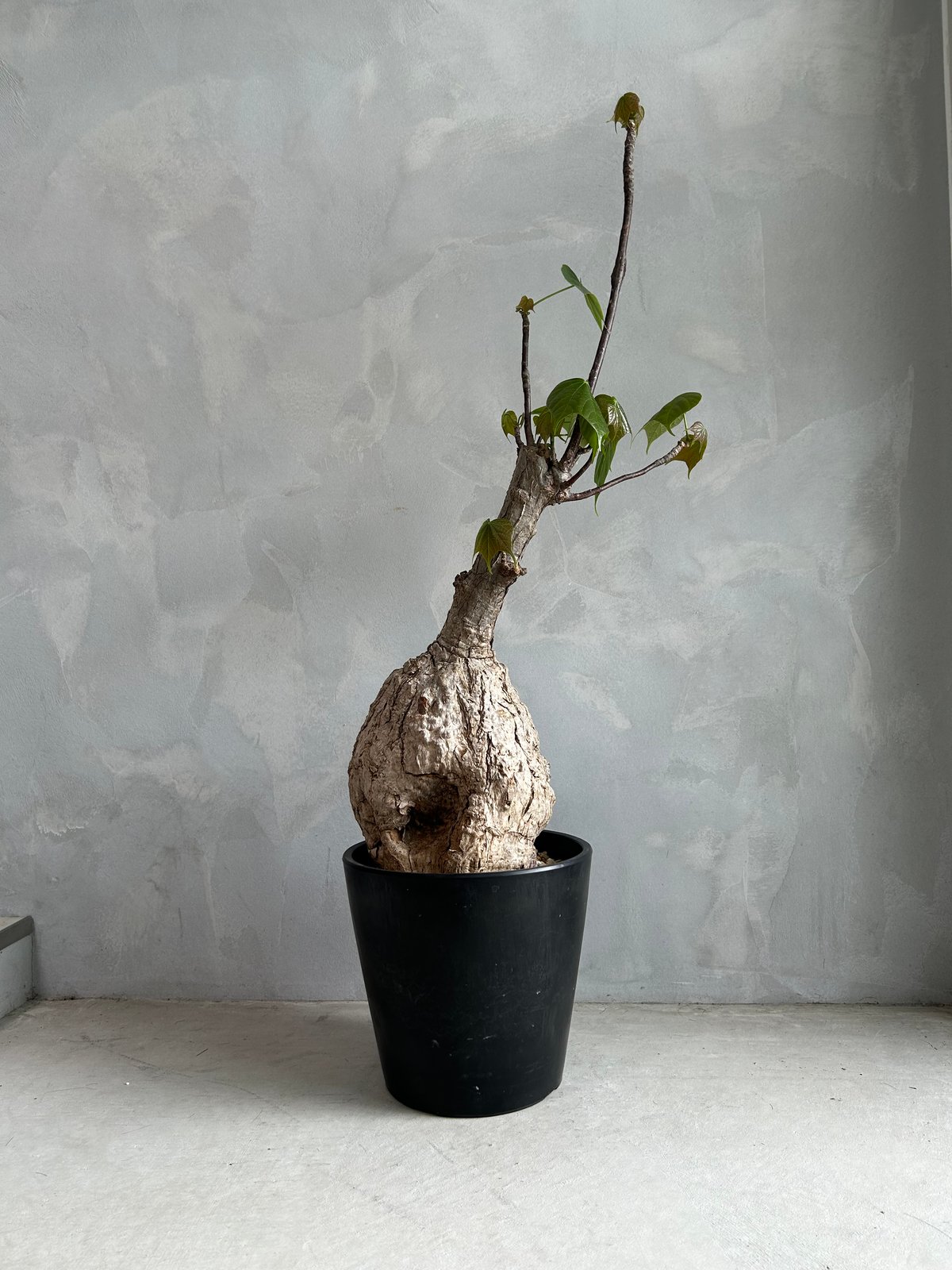 フィルミアナ コロラータ | ソレトナ植物店