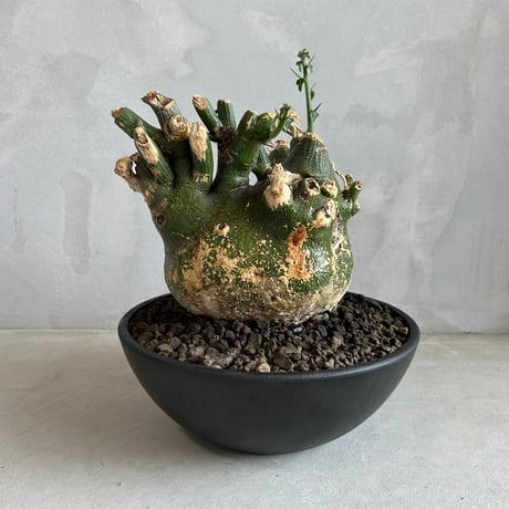 B013貴重種！超大型美形！アデニア プセウドグロボーサ 塊根植物