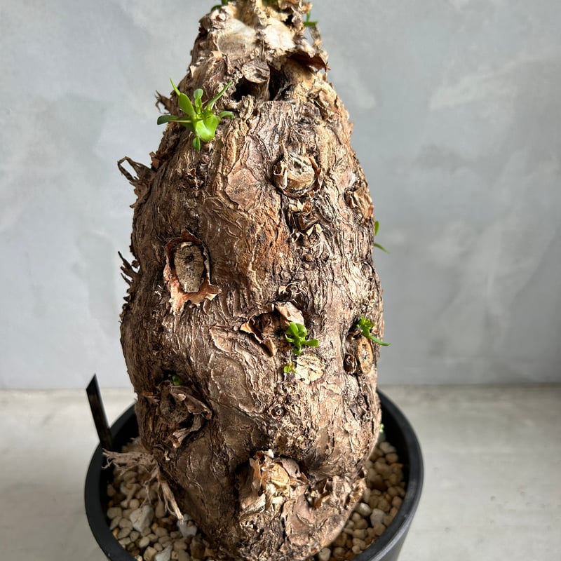 ユーフォルビア ムランジーナ (発根済み) | ソレトナ植物店