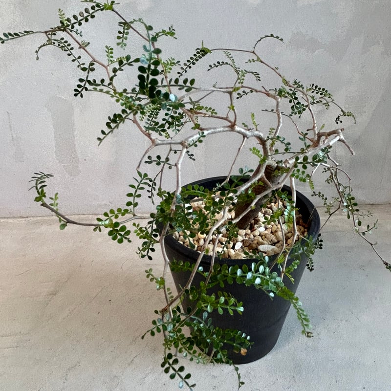 【根挿し】【鉢付発送】operculicarya pachypus パキプス fit=scale-down,w=1200