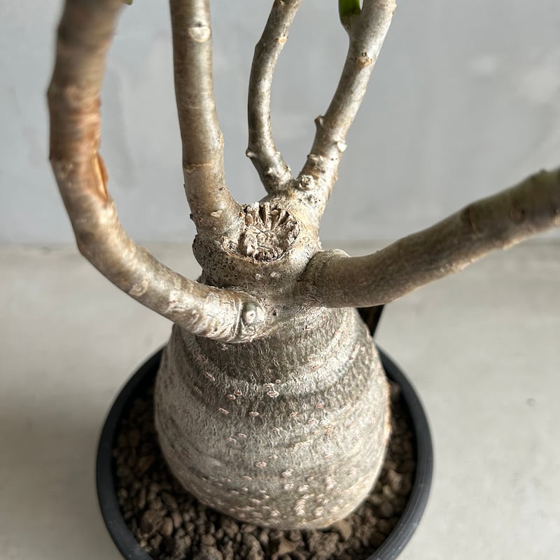 【希少種】パキポディウム デカリー パキポディウム デカリー Pachypodium decaryi - Special Plants