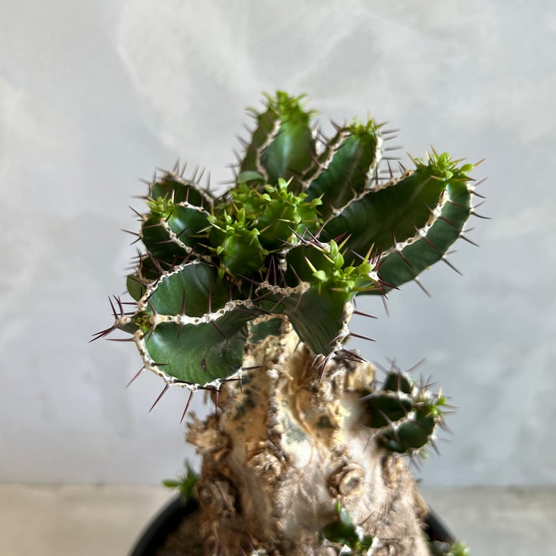 発根済 ユーフォルビア　ムランジーナ ユーフォルビア ムランジーナ (発根済み) | ソレトナ植物店