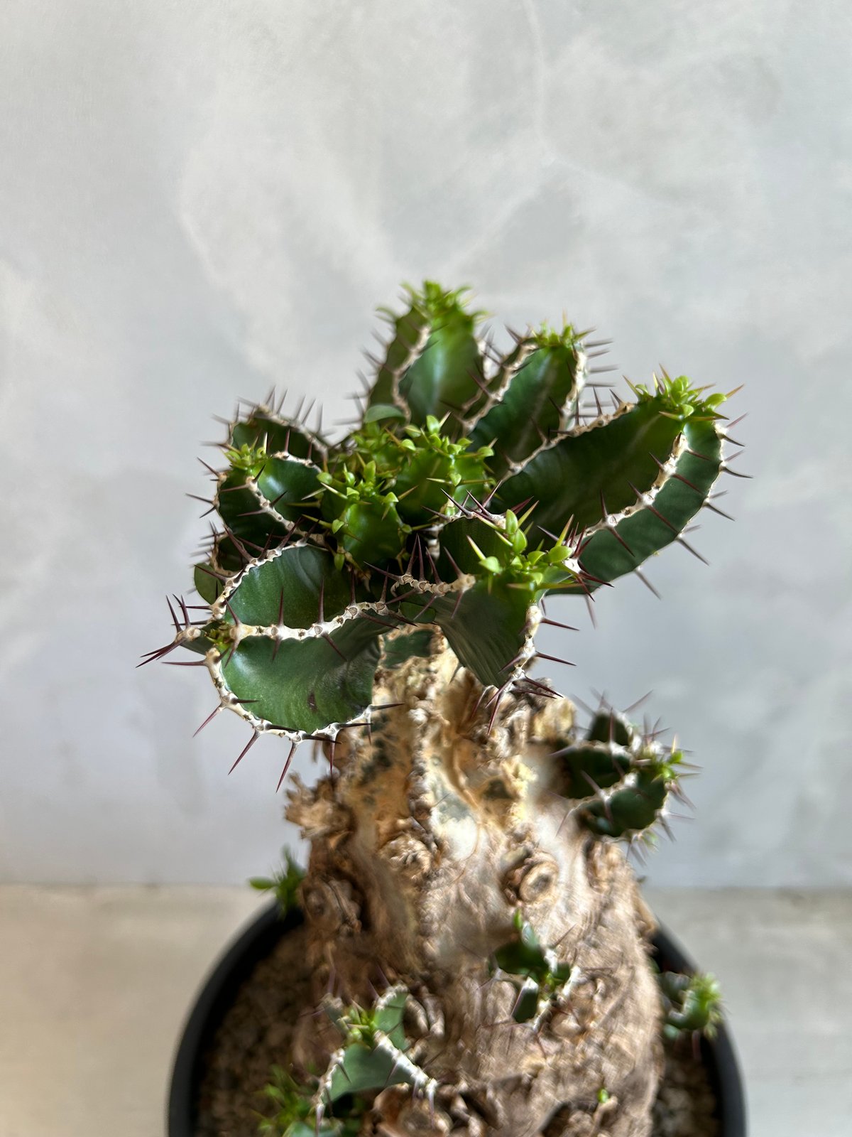 ユーフォルビア ムランジーナ (発根済み) | ソレトナ植物店