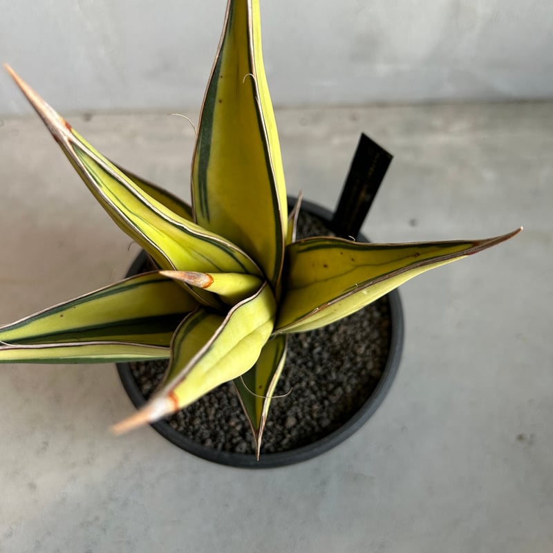 サンセベリア ピングイキュラ 斑入り | ソレトナ植物店