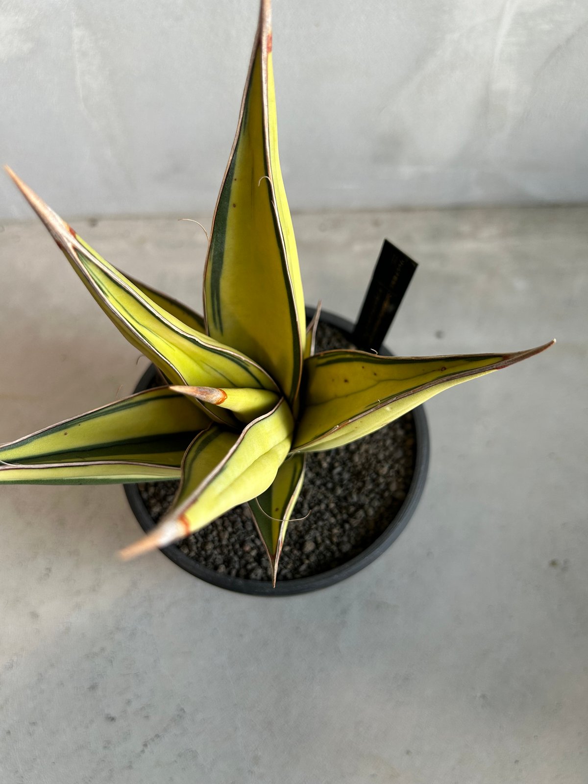 サンセベリア ピングイキュラ 斑入り | ソレトナ植物店