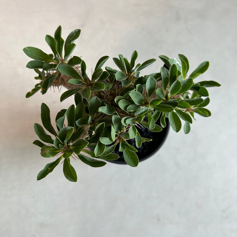 ユーフォルビア ギラウミニアナ(実生苗) | ソレトナ植物店