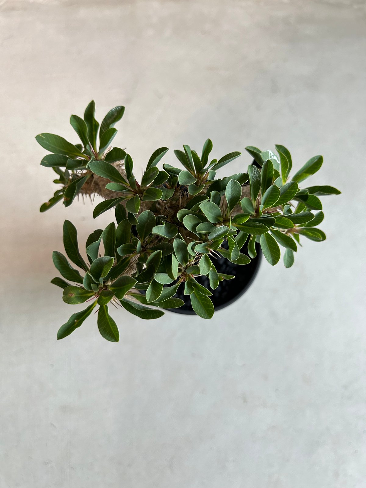 ユーフォルビア ギラウミニアナ(実生苗) | ソレトナ植物店