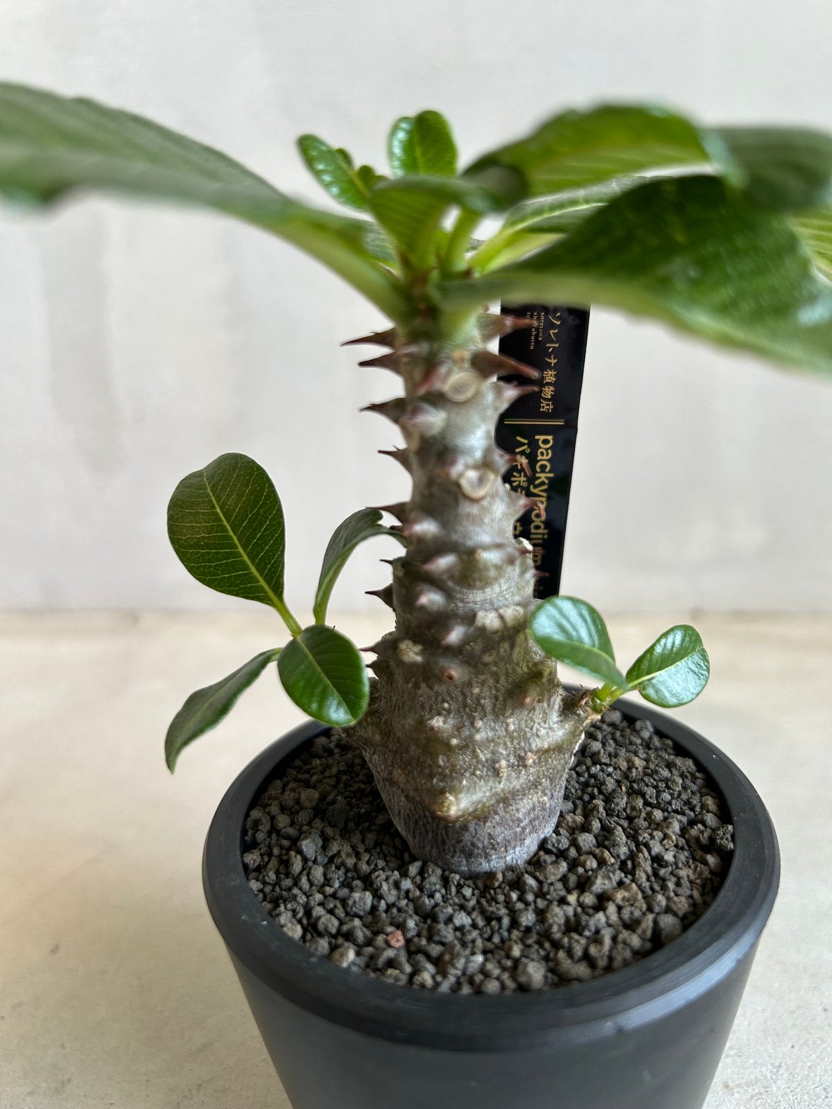 パキポディウム ウィンゾリー(実生苗) | ソレトナ植物店