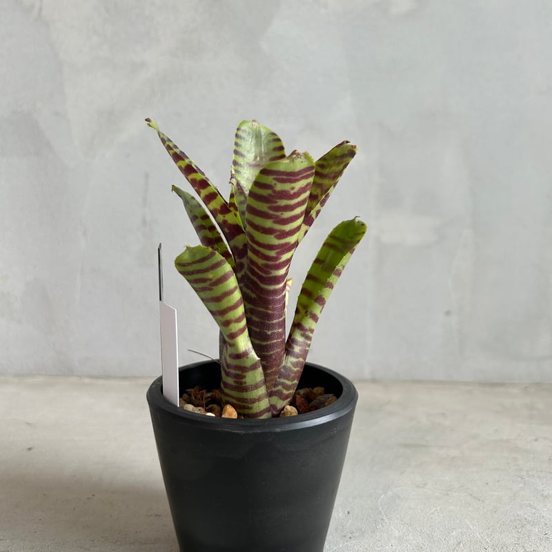 ネオレゲリア ブラック ホール | ソレトナ植物店