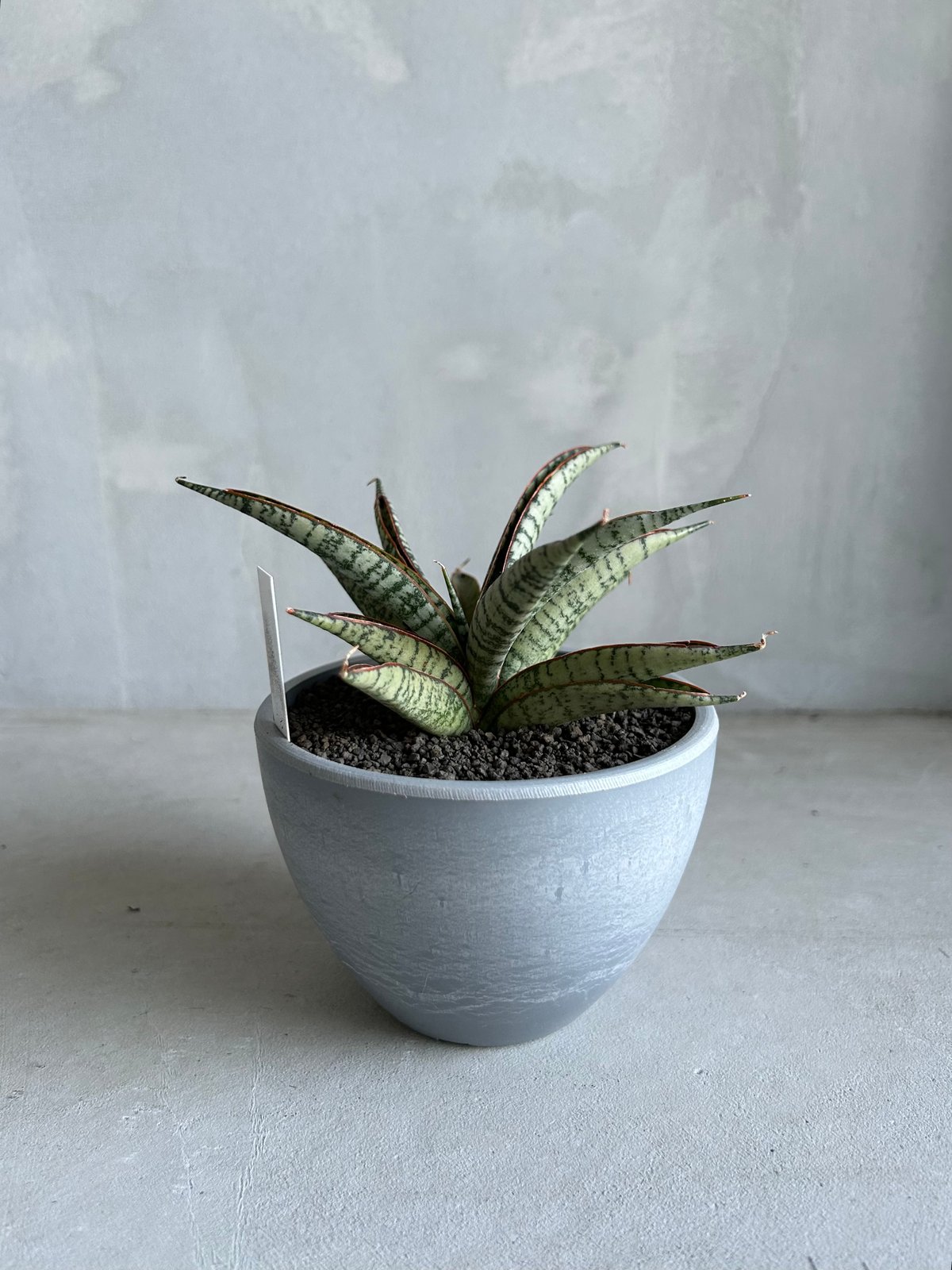 GP サンセベリア サンシャイン エンジェル コルク付け①