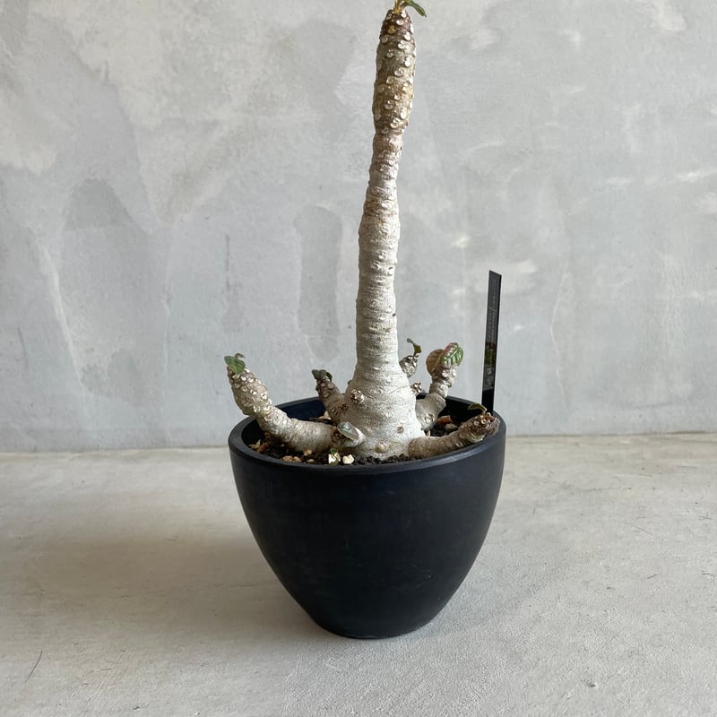 ドルステニア フォエチダ（多頭タイプ） | ソレトナ植物店