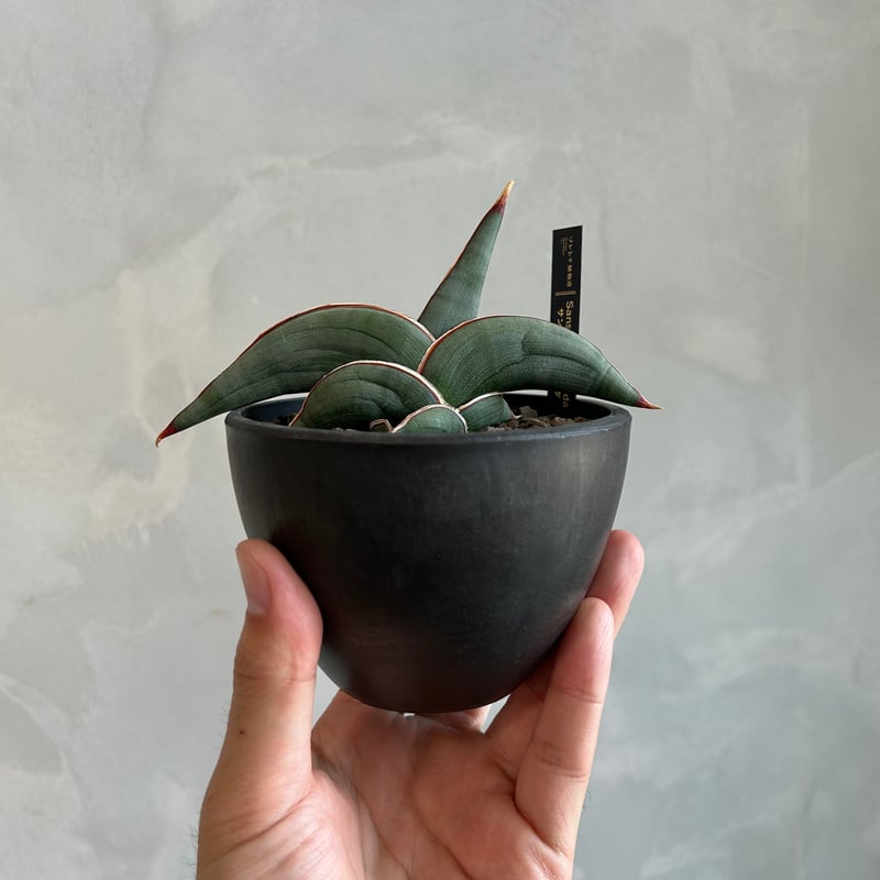 サンセベリア ロリダ | ソレトナ植物店