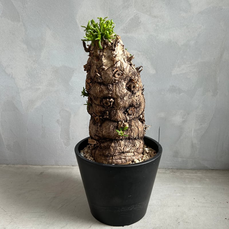 ユーフォルビア ムランジーナ (発根済み) | ソレトナ植物店