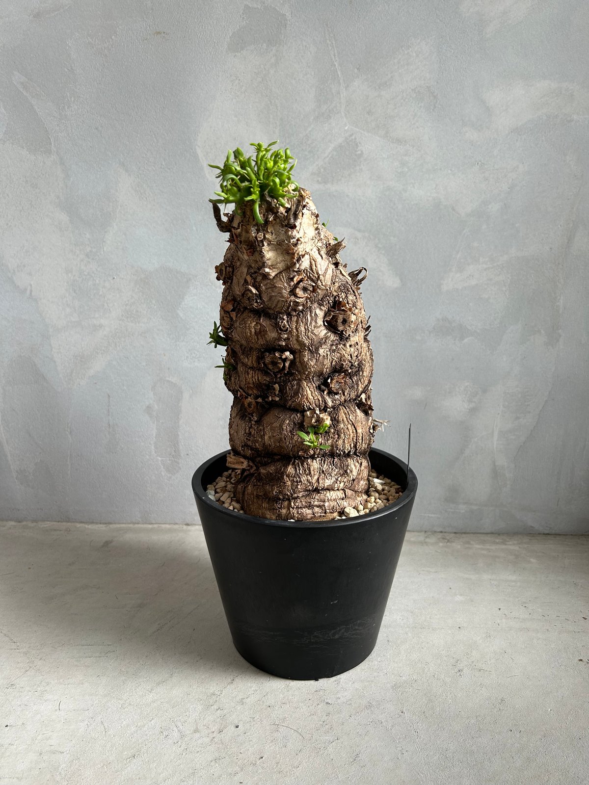 ユーフォルビア　ムランジーナ 発根済　約30cm 陶器鉢付き 観葉植物 ユーフォルビア ムランジーナ (発根済み) | ソレトナ植物店