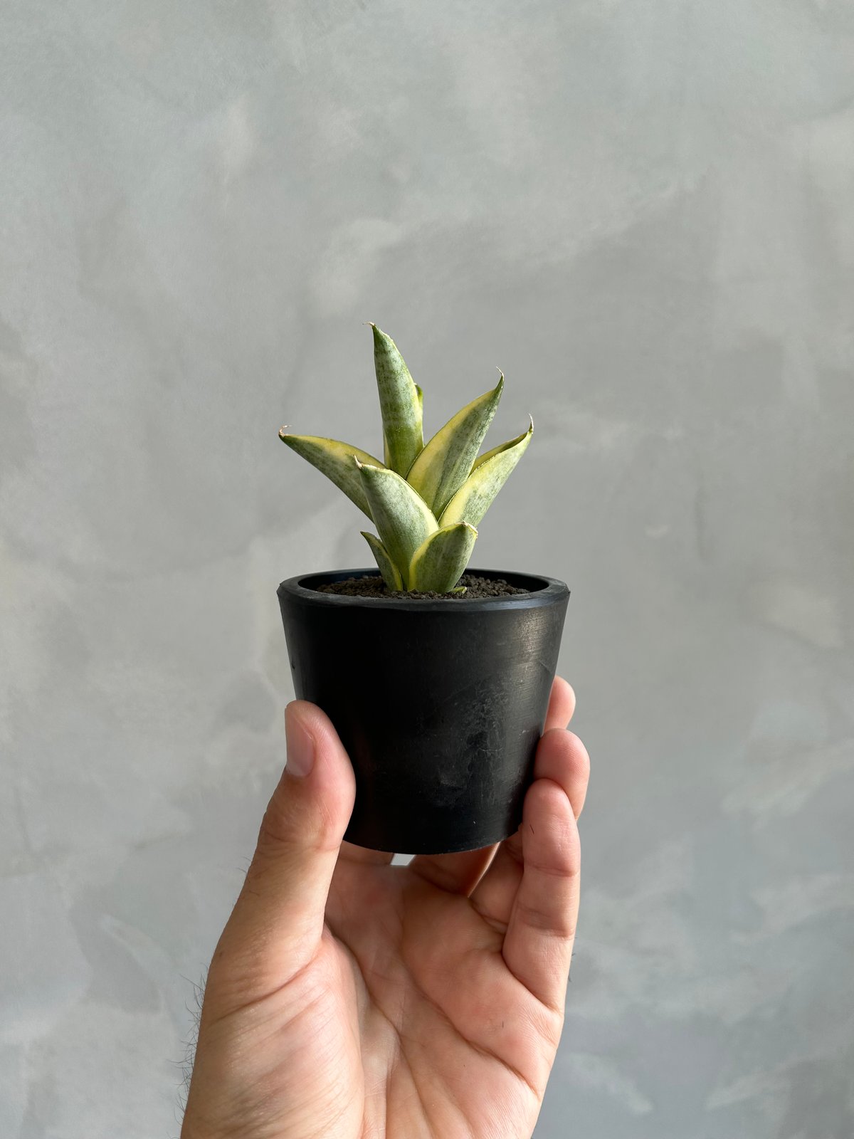 サンセベリア パゴダ 斑入り | ソレトナ植物店