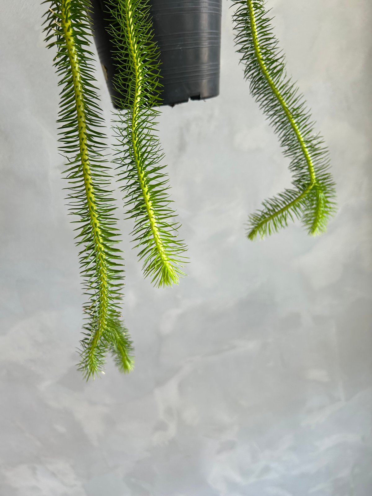 フペルジア スクアローサ | ソレトナ植物店