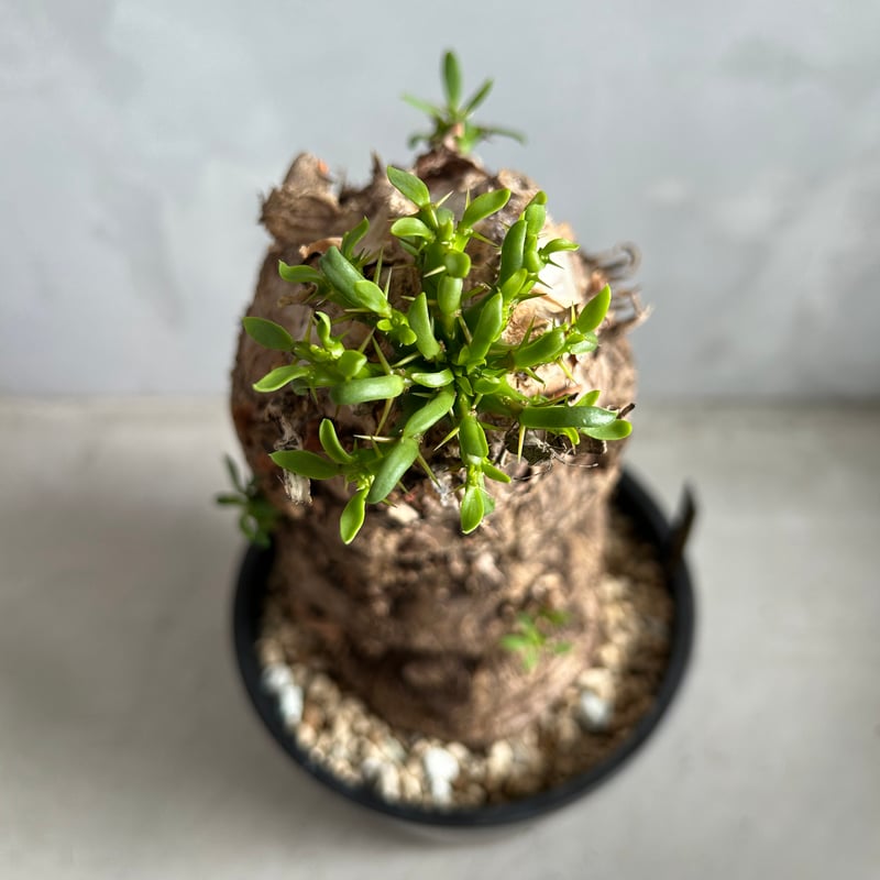 ユーフォルビア ムランジーナ (発根済み) | ソレトナ植物店