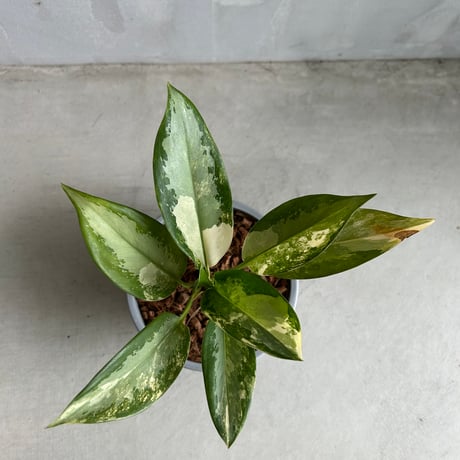 アグラオネマピクタム　aglaonema　アルゲンタム アグラオネマ ピクタムの名称について その2 : LIFE+aq→