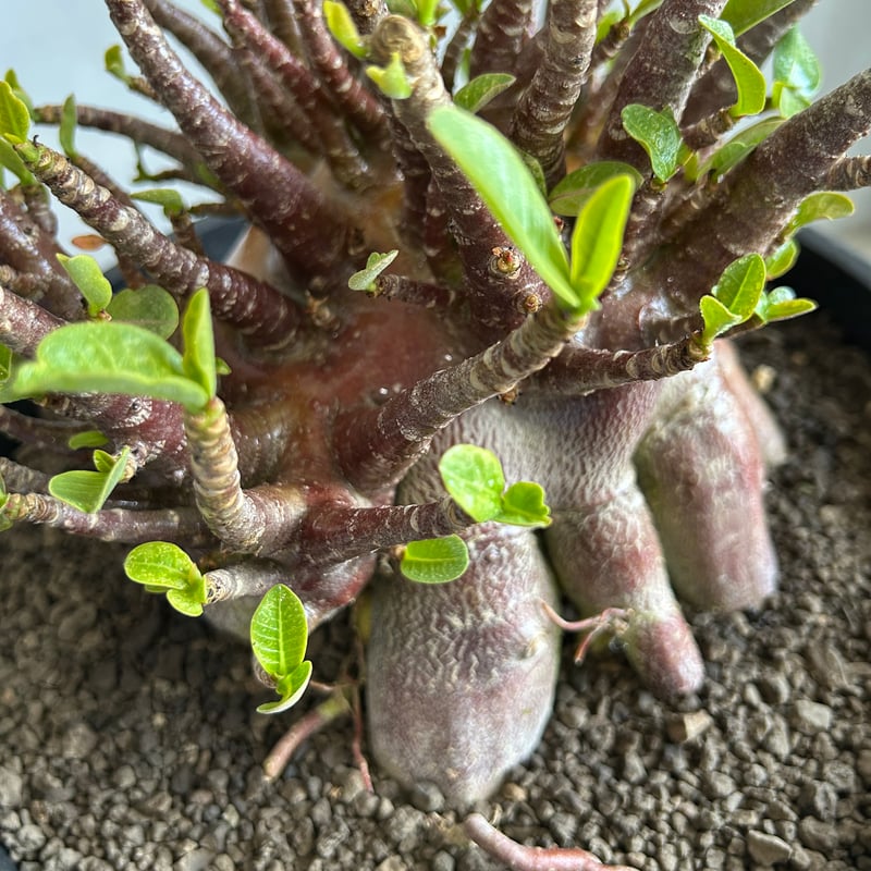 大型 アデニウム アラビカム タコ足 一点物