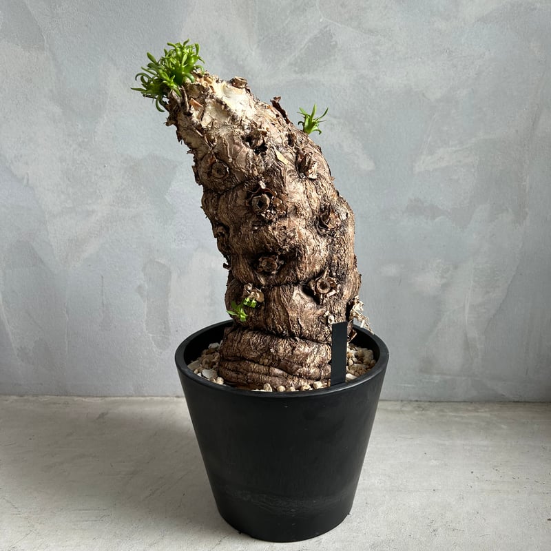 ユーフォルビア ムランジーナ (発根済み) | ソレトナ植物店