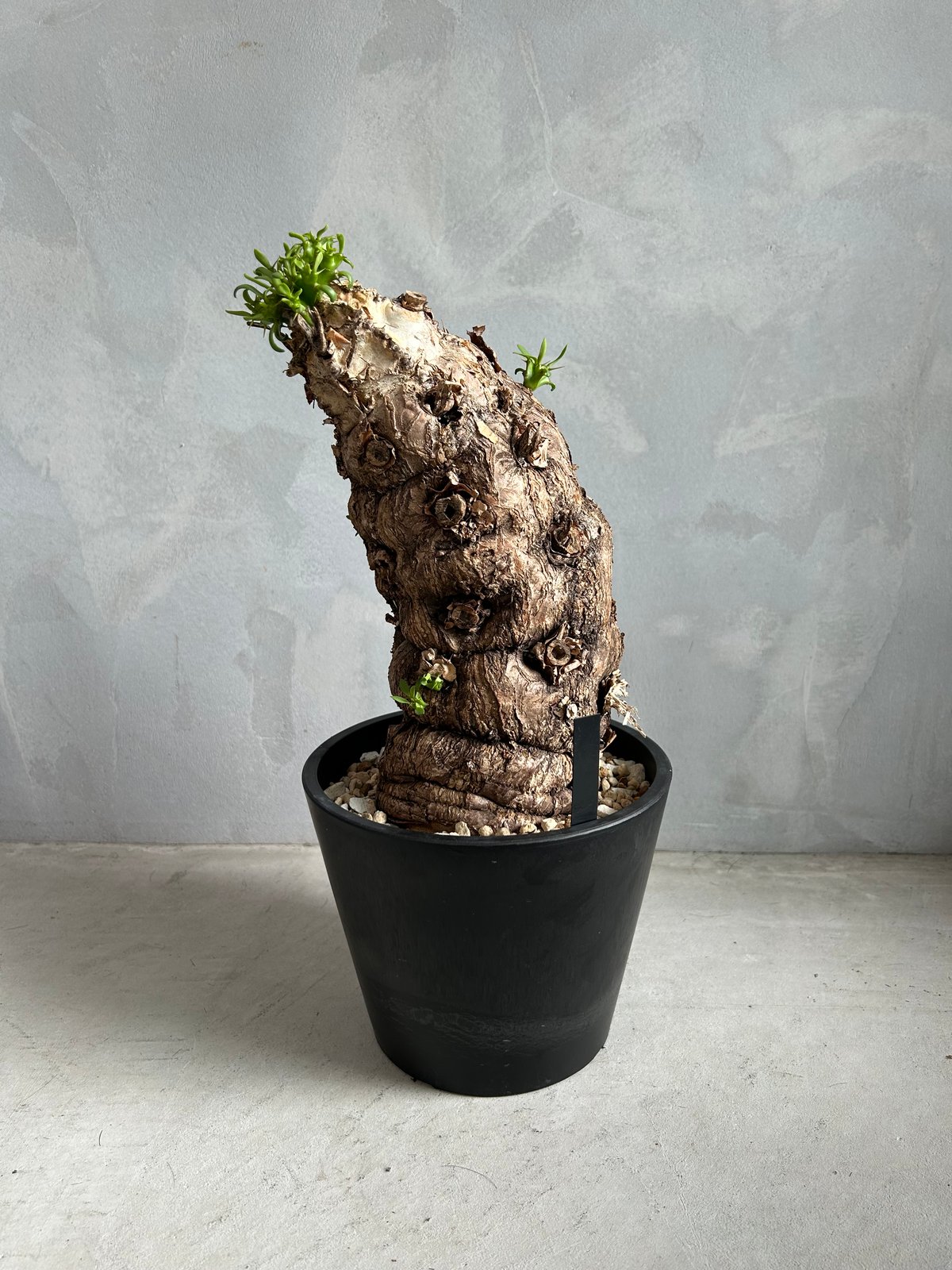 ユーフォルビア　ムランジーナ 発根済　約30cm 陶器鉢付き 観葉植物 ユーフォルビア ムランジーナ (発根済み) | ソレトナ植物店