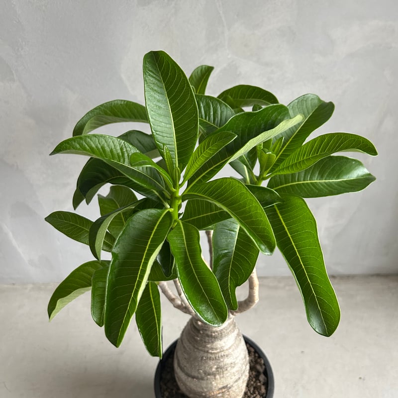 【希少種】パキポディウム デカリー パキポディウム デカリー Pachypodium decaryi - Special Plants