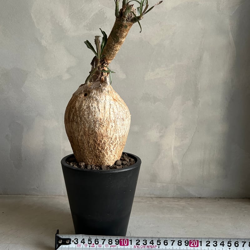 アデニウム ソマレンセ | ソレトナ植物店