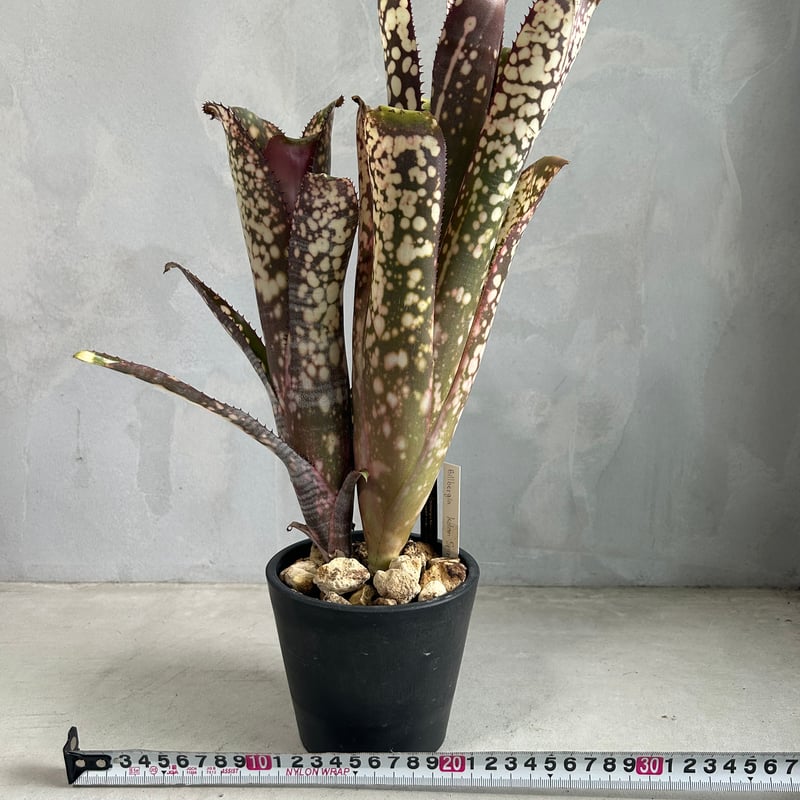 その他観葉植物 Billbergia 'Kolan Spirit' ビルベルギア コーラン スピリット | ソレトナ植物店